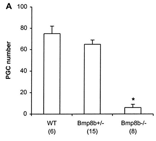 PGC numbers at the headfold stage were expressed as means with SEs.jpg